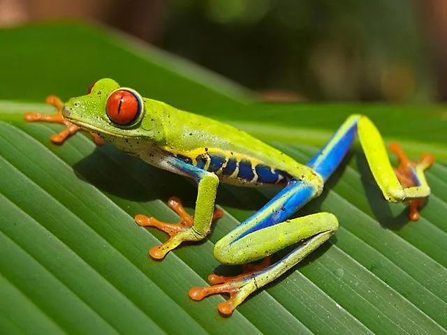 Incroyable Hermosamara Sámara